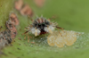 Rare spider discovered in India